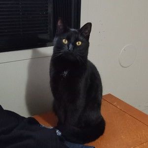 Meet your Posher, Julia